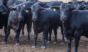 A principal causa da ocorrência da bse está relacionada com utilização de alimentos expostos ao príon, que são fornecidos aos bovinos. Brasil Confirma 2 Casos Atipicos De Vaca Louca Radioagencia Nacional