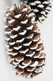 All pinecone have been glued to a 14 in. Breathtaking Frosted Pinecone Decor Pine Cone Decorations Wonderland Party Decorations Winter Wonderland Theme