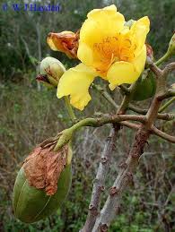 Image result for Haumaniastrum villosum