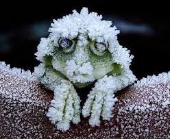 Frozen And Alive Wood Frog Animals Animals Beautiful Cute Animals
