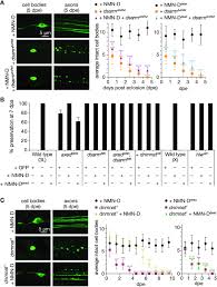 The NAD+ precursor NMN activates dSarm to trigger axon degeneration in  Drosophila