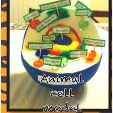 Check spelling or type a new query. Image Result For Animal Cell Model Styrofoam Ball
