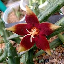 Image result for Piaranthus atrosanguineus