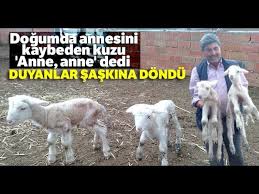 Dogumda Annesini Kaybeden Kuzu Anne Anne Diye Meliyor Youtube