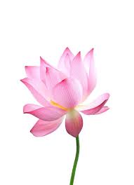 Pin On Flowers