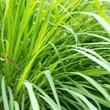 Image result for Cymbopogon citratus
