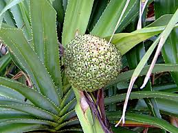 Image result for Pandanus odoratissimus