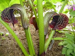 The leaves bruise under my satchel of rice cakes, father's moon woodblock, a rose tea bowl. Arisaema Description Species English