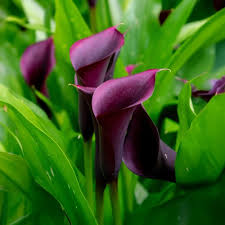 Image result for Zantedeschia
