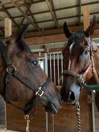 Better than good 🐴🥬🍅👩🏼‍🌾🧺 Horses in the morning, garden in the afternoon. #midwestliving #countrysideaesthetic #slowliving #equestrianstyle #gardenharvest #barnlife
