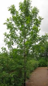 Image result for Landolphia foretiana