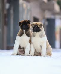 Tamonten Siblings Dogs And Puppies Akita Mans Best Friend