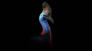 Cassowary Most Dangerous Bird 5k Wallpapers Hd Wallpapers Id 26619 Birds are perhaps one of the most fascinating animals on earth. cassowary most dangerous bird 5k