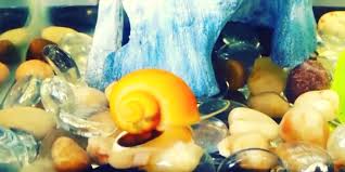 So if you are wondering whether your how long do the snails sleep? Betta Fish And Mystery Snails Bettafish Org