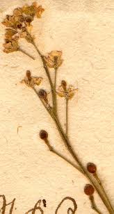Image result for Crambe hispanica