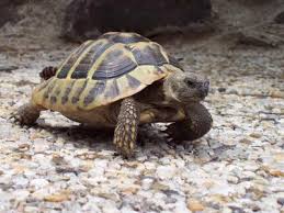 Vermutlich würde sich die schildkröte vor lauter panik sofort in die dunkelste ecke unter den wohnzimmerschrank arten die eine winterstarre halten, können monatelang am grunde eines gewässers zubringen ohne an die. Landschildkroten Als Haustiere