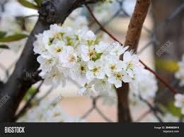 Dwarf varieties can produce fruit a year sooner (1 to 3 years after planting). Fruit Tree Flowers On Image Photo Free Trial Bigstock