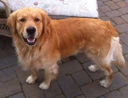 We provide a free lising service for golden retriever breeders to advertise their puppies in allentown, erie, harrisburg, philadelphia, pittsburgh, scranton and anywhere else in pennsylvania. Akc Registered Golden Retriever Puppies For Sale In Wysox Pennsylvania Classified Americanlisted Com