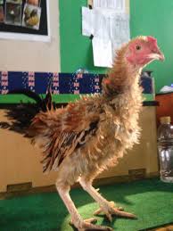 Ayam Walik Ayam