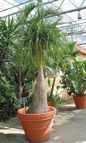 Image result for Beaucarnea recurvata