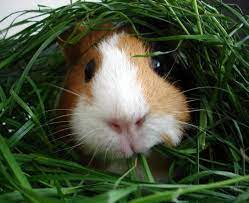 Pin On Cute Guinea Pics