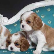 Cavalier King Charles Spaniel Puppies Available In Phoenix Parknee Cavalier King King Charles Cavalier Spaniel Puppy Spaniel Puppies For Sale Spaniel Puppies