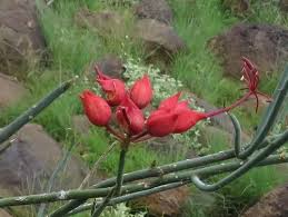 Image result for Cadaba aphylla