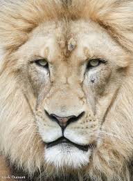 John Closeup Animals Animal Planet Small Wild Cats