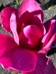 The magnolia 'vulcan' is a deciduous tree. Magnolia Vulcan Blerick Tree Farm