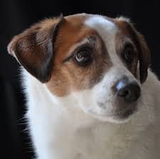 Texting and using mobile devices for long periods of time could lead to a lower life expectancy, according to a new study. Jug Breed Information Characteristics Heath Problems Dogzone Com