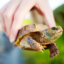 A Guide To Caring For Common Box Turtles As Pets