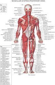 Tutorials on the anatomy and actions of the back muscles, using interactive animations, diagrams, and illustrations. Musculature Anterior View Human Body Anatomy Muscular System Anatomy Human Body Muscles