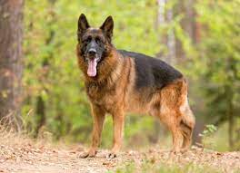 Most commonly, it affects the long bones of the legs. Bone Marrow Cancer Myeloma In Dogs Petmd