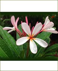 Plumeria Singapore Dwarf Champa