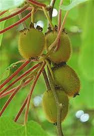 $ 18.00 add to cart. Actinidia Chinensis Wikipedia