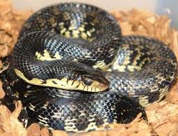 Maybe you would like to learn more about one of these? Freshmarine Com Madagascar Giant Hognose Leioheterodon Madagascariensis Buy Heterodon Now And Save