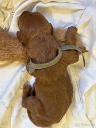 Image result for maďarský ohař drátosrstý