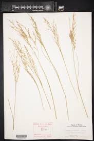 Image result for Panicum subalbidum