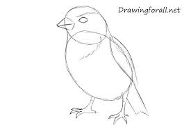 Sparrow Bird Drawing For Kids With Colour How To Draw A Sparrow Step By Step Drawings Bird Drawings Bible Art Journaling