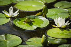 Maybe you would like to learn more about one of these? Athens Ga Life Is Simple 3 Frog Lotus Flower State Botanical Garden Of Georgia Wildlife Art Photograph By Reid Callaway
