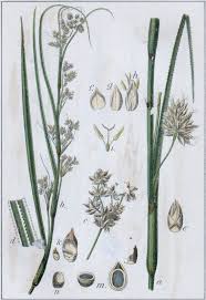 Image result for Cladium mariscus
