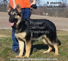 Get a boxer, husky, german shepherd we have 3 female purebred german shepherd puppies available for sale! German Shepherd Puppies Nsw Breeders Pets Lovers