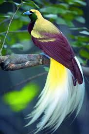 Lesser Bird Of Paradise Images Pin On Birds Of A Feather