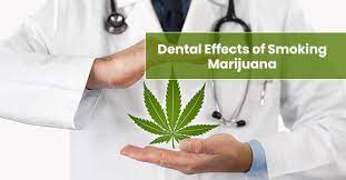 What You Need To Know About Marijuana Dental 101 Lakeridge Dental