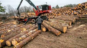 Check spelling or type a new query. Lumber Prices Are Going Bananas So Why Aren T My Trees Worth More Granite Geek