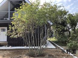 アオダモ 植木屋 Yome Blog