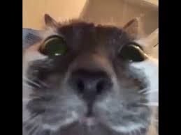 Cat staring at camera mem. William Looking At Camera For 10 Hours Gonna Be Remastered Youtube