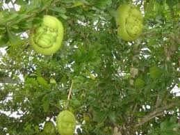 Image result for nareepol tree