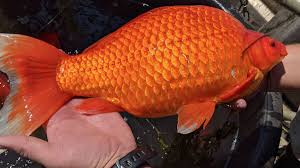 Firstly, goldfish are regarded as an invasive, alien species that could have a negative impact on the. Dx7ipeynbcv Cm