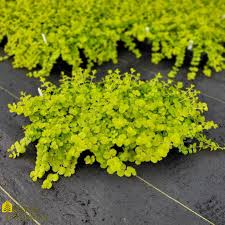 Image result for Lysimachia